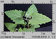 Atriplex nitens siewka (rozwój łobody błyszczącej)