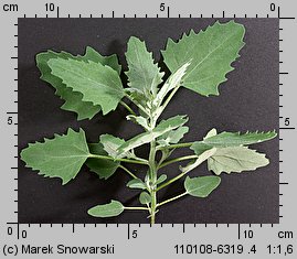 Chenopodium album siewka (rozwój komosy białej)