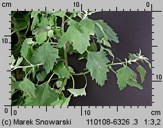 Chenopodium album siewka (rozwój komosy białej)