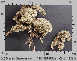 Solidago gigantea (nawłoć późna)