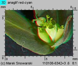 Euphorbia helioscopia siewka (rozwój wilczomlecza obrotnego)