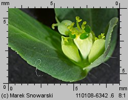 Euphorbia helioscopia siewka (rozwój wilczomlecza obrotnego)