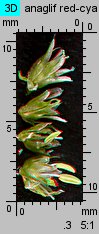 Amaranthus retroflexus (szarłat szorstki)