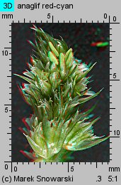 Amaranthus retroflexus (szarłat szorstki)