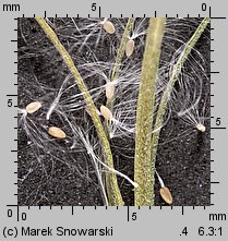 Epilobium obscurum (wierzbownica rózgowata)
