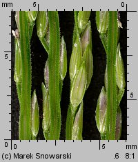 Digitaria sanguinalis (palusznik krwawy)