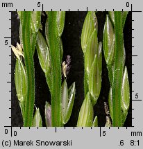 Digitaria sanguinalis (palusznik krwawy)