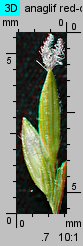 Digitaria sanguinalis (palusznik krwawy)