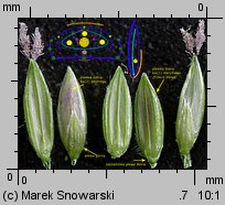 Digitaria sanguinalis (palusznik krwawy)