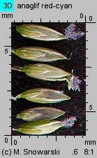 Digitaria sanguinalis (palusznik krwawy)