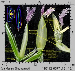 Digitaria sanguinalis (palusznik krwawy)