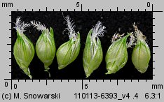 Echinochloa crus-galli (chwastnica jednostronna)