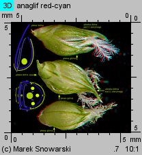 Echinochloa crus-galli (chwastnica jednostronna)