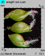 Echinochloa crus-galli (chwastnica jednostronna)