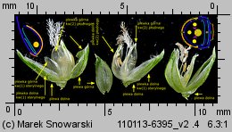 Echinochloa crus-galli (chwastnica jednostronna)