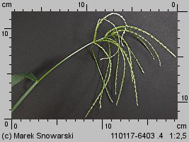 Digitaria sanguinalis (palusznik krwawy)