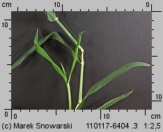 Digitaria sanguinalis (palusznik krwawy)