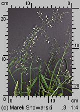 Eragrostis minor (miłka drobna)