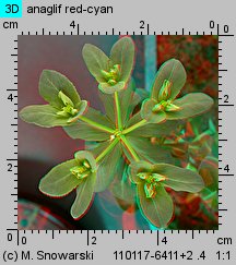 Euphorbia helioscopia siewka (rozwój wilczomlecza obrotnego)