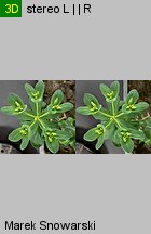 Euphorbia helioscopia siewka (rozwój wilczomlecza obrotnego)