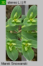 Euphorbia helioscopia siewka (rozwój wilczomlecza obrotnego)