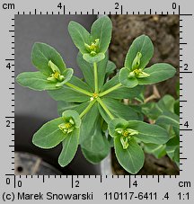 Euphorbia helioscopia siewka (rozwój wilczomlecza obrotnego)