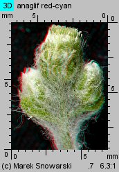 Gnaphalium uliginosum (szarota błotna)