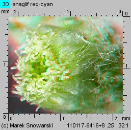 Gnaphalium uliginosum (szarota błotna)