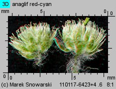 Gnaphalium uliginosum (szarota błotna)