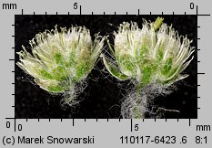 Gnaphalium uliginosum (szarota błotna)