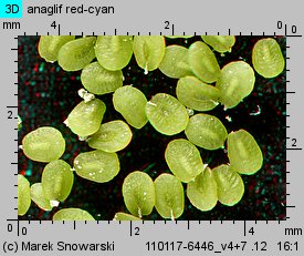 Veronica arvensis siewka (rozwój przetacznika polnego)