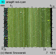 Eragrostis minor (miłka drobna)