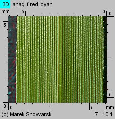 Eragrostis minor (miłka drobna)