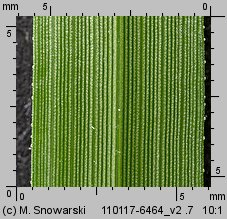 Eragrostis minor (miłka drobna)