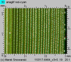 Eragrostis minor (miłka drobna)