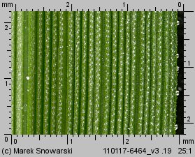 Eragrostis minor (miłka drobna)