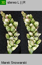 Polygonum persicaria (rdest plamisty)