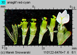 Galinsoga ciliata siewka (rozwój żółtlicy owłosionej)