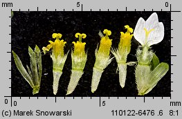 Galinsoga ciliata siewka (rozwój żółtlicy owłosionej)