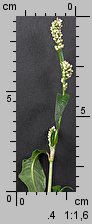 Polygonum persicaria (rdest plamisty)