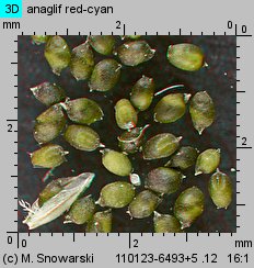 Eragrostis minor (miłka drobna)