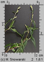 Polygonum persicaria (rdest plamisty)