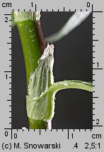 Polygonum lapathifolium ssp. pallidum (rdest szczawiolistny gruczołowaty)