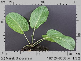 Rumex obtusifolius siewka (rozwój szczawiu tępolistnego)