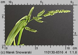 Echinochloa crus-galli (chwastnica jednostronna)