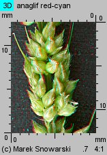 Echinochloa crus-galli (chwastnica jednostronna)