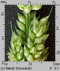 Echinochloa crus-galli (chwastnica jednostronna)