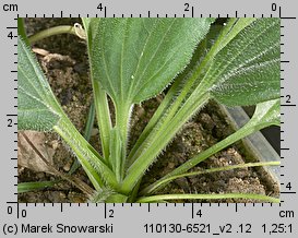 Plantago intermedia (babka wielonasienna)