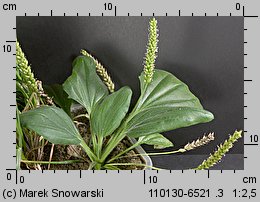 Plantago intermedia (babka wielonasienna)