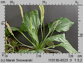 Plantago major (babka zwyczajna)